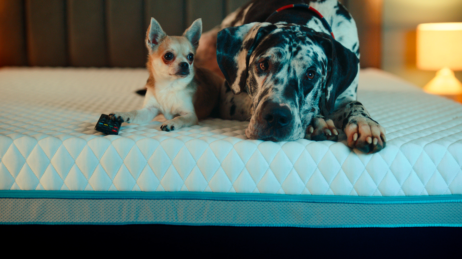Simba TVC